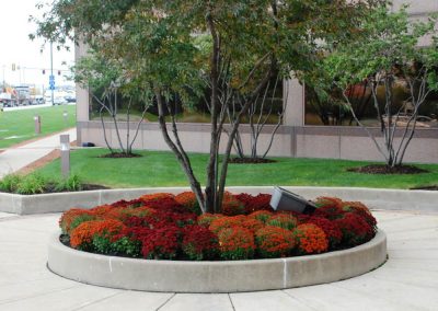 Fall Colors