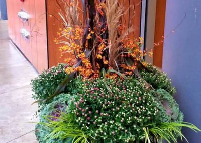 Fall Colors