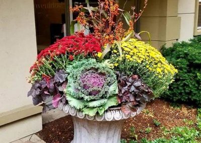 Fall Colors