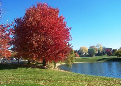 Fall Colors
