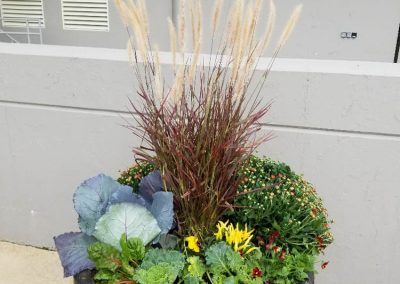 Fall Colors
