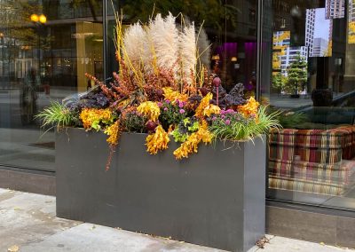 Fall Colors