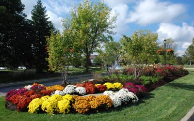 It’s not Fall without Mums!