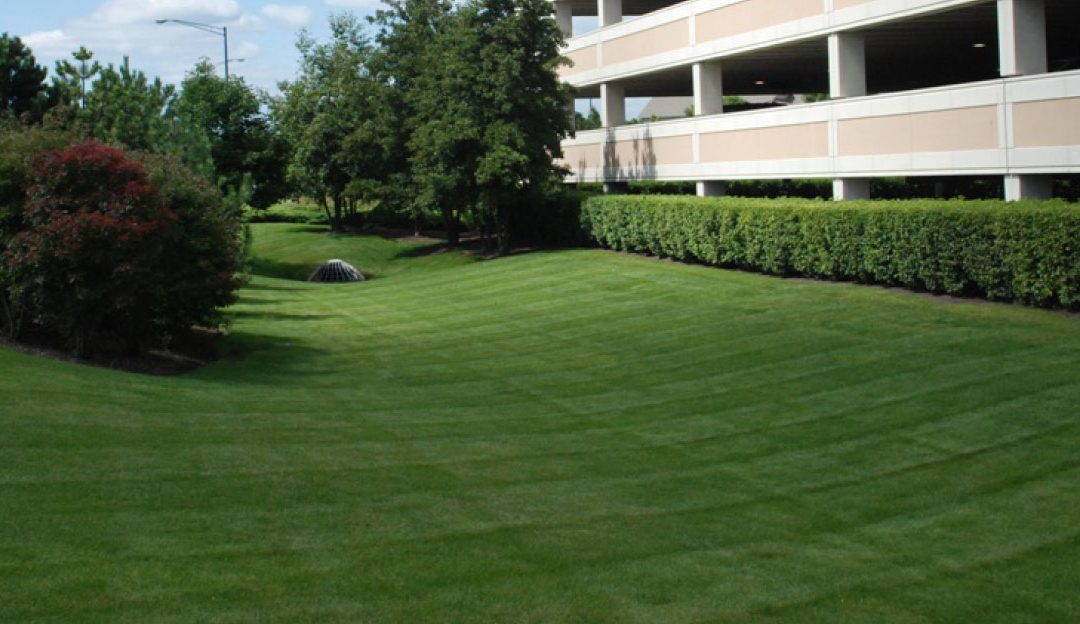 No Mow May: Helpful or Hype? Here is the Truth 🌱