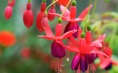 Share the Love – A Gallery of our favorite blooms!