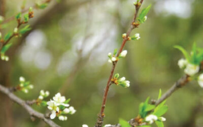 Look Up! Spring is finally here