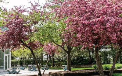 Spring Blooms