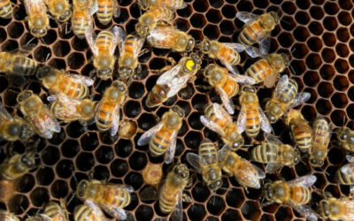 Busy Bees
