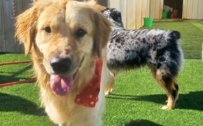 Wow! Stonebridge Kennels Now has Artificial Turf