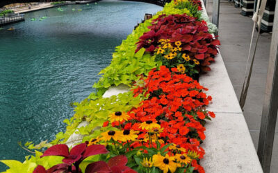 Bold, Bright, and Built for Summers