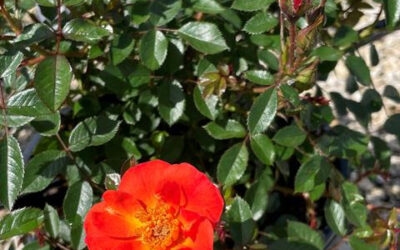 Going Big On PW Roses
