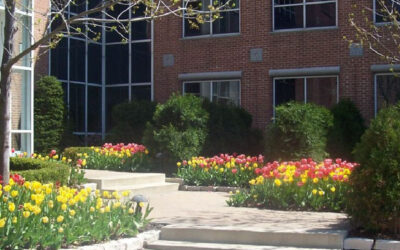 Bulb Basics: Plant Now for Spring Color!