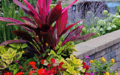 The Ultimate Planters!
