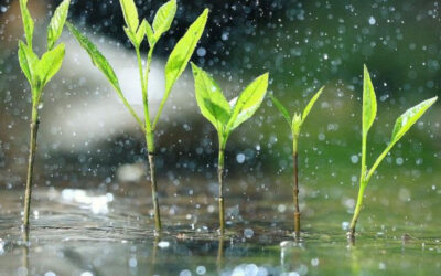 Create a Beautiful Eco-Friendly Oasis with Bioswales and Rain Gardens