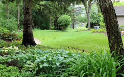 Bugs, Bees, and Beetles: Unveiling the Hidden World of Your Lawn!