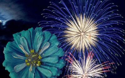 Celebrate Independence Day with Dazzling Red, White, and Blue Flowers!