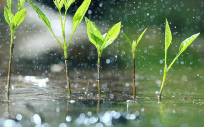 Smart Watering Strategies for a Lush and Water-Efficient Landscape