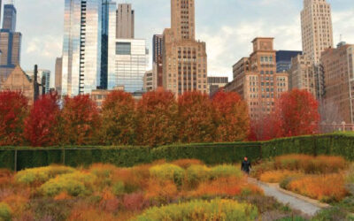 Fall Foliage Minus the Allergies