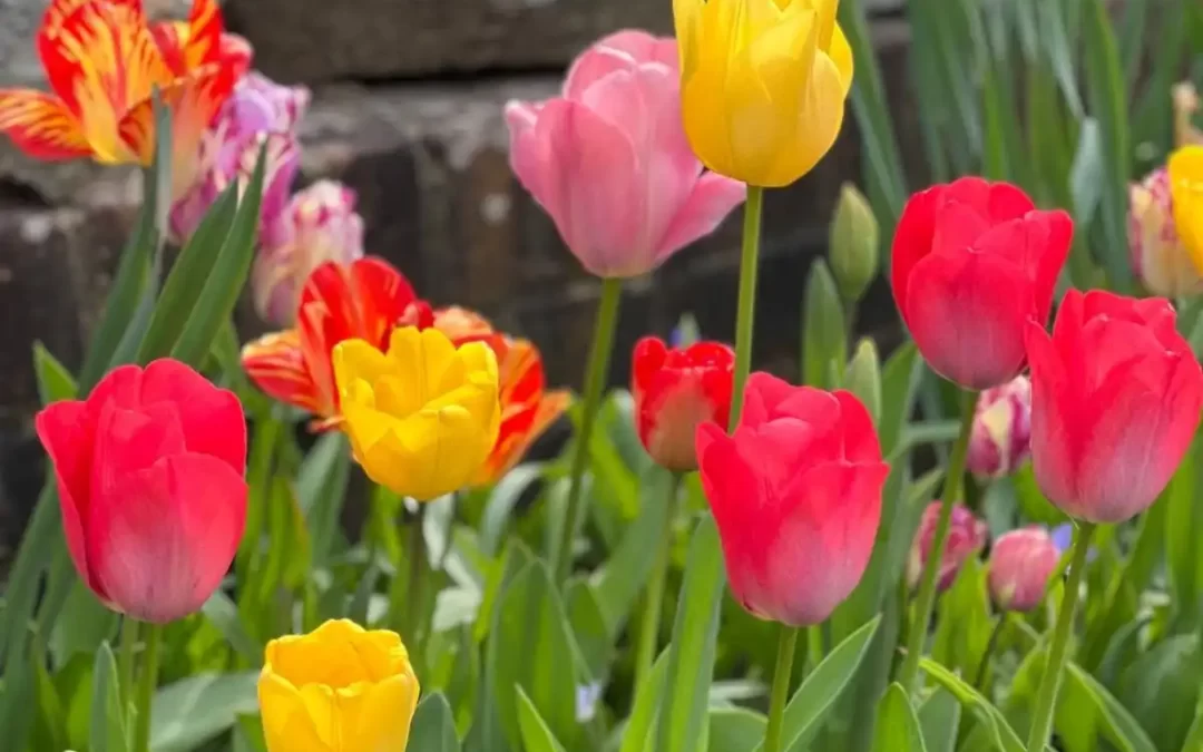 Planting for Spring Success!