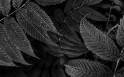 Create Hauntingly Beautiful Gardens