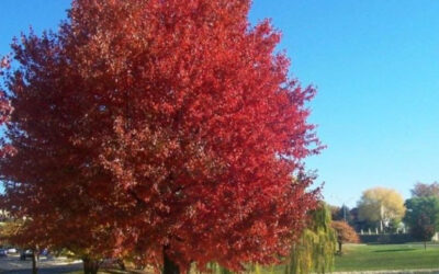 Don’t Fall Behind on Leaf Cleanup