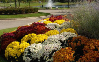 Dive into Fall with Vibrant Colors and Stunning Designs