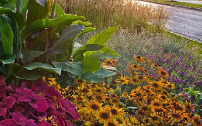 2024 Vision: Transform Your Landscape with Expert Color Rotations!