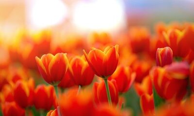 Score Big with Red and Gold Blooms for the Big Game Day!