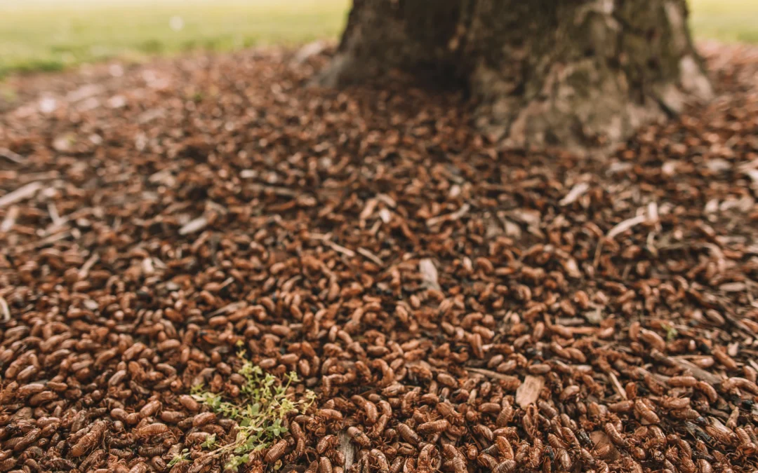 Surviving Cicada Season with BE!