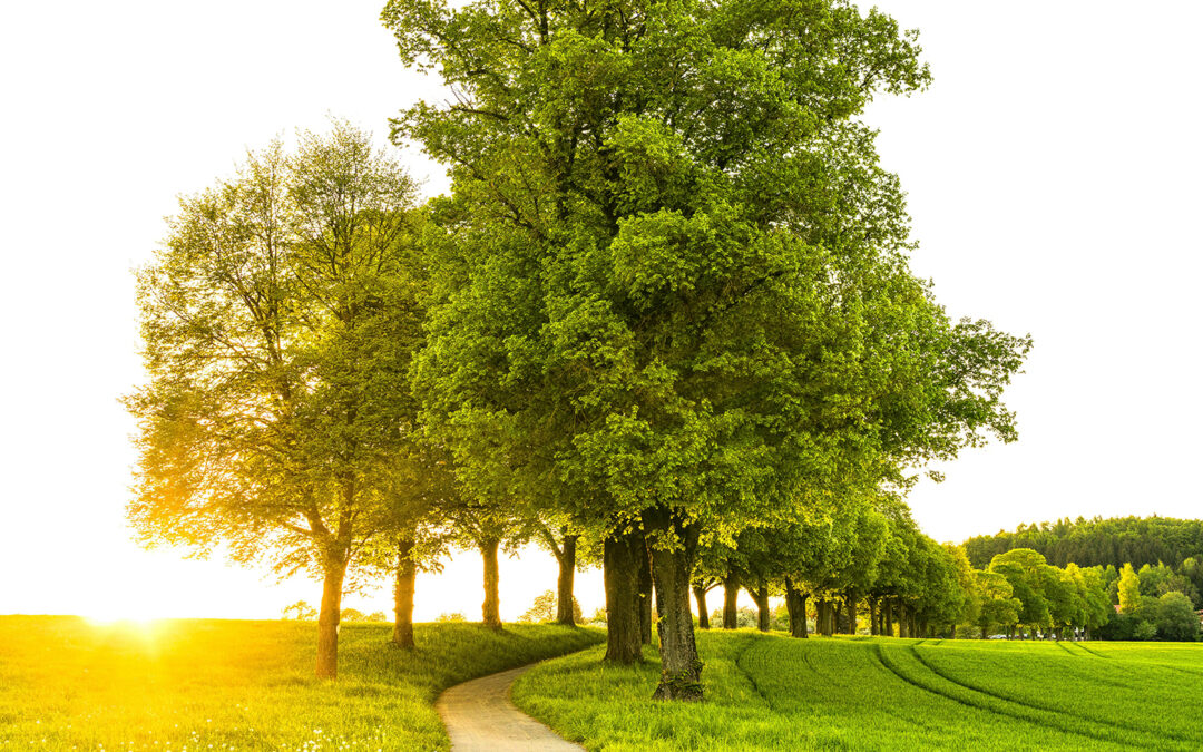 Prevent Oak Wilt: Avoid Summer Pruning