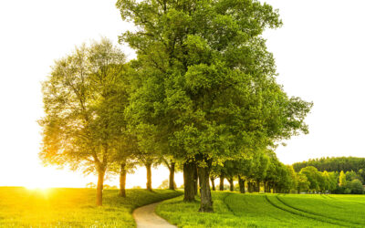Prevent Oak Wilt: Avoid Summer Pruning