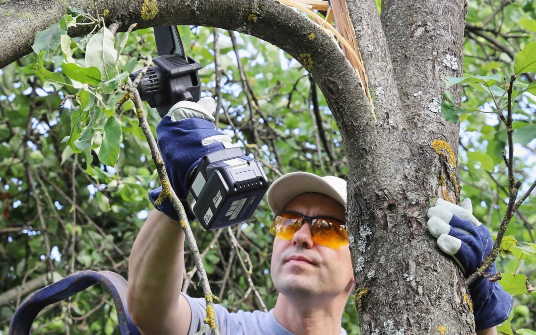 The Summer Pruning Mistake that Can Harm Your Landscape