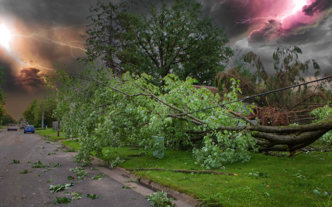 Storm Damage to Trees? We’re Here to Help!
