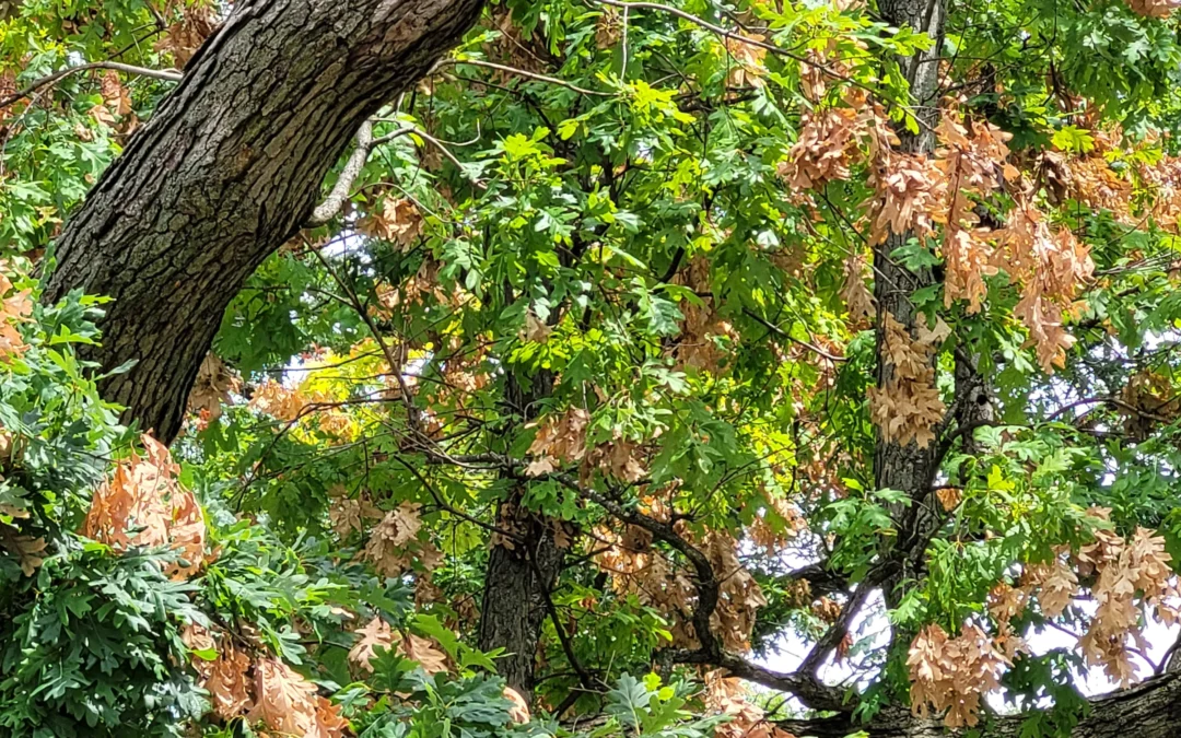 Cicadas are gone, but they left tree scars!