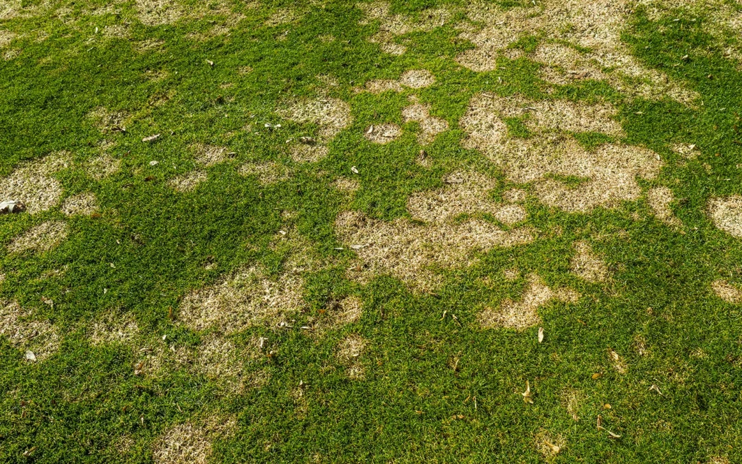 Combat Turf Diseases: Midwest Lawn Care