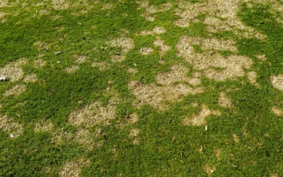 Combat Turf Diseases: Midwest Lawn Care