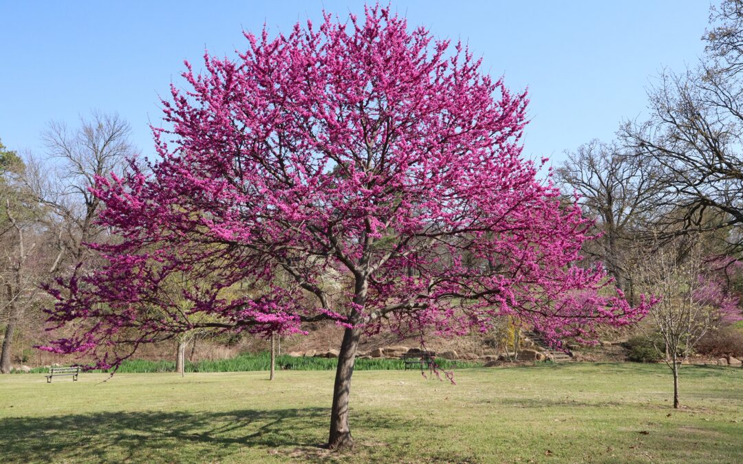 Maximize Your Redbud’s Bloom!
