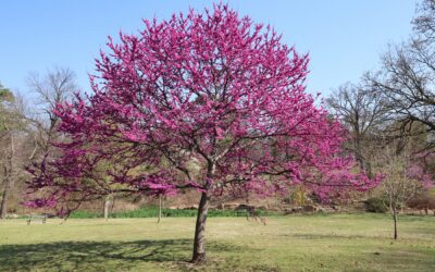 Maximize Your Redbud’s Bloom!