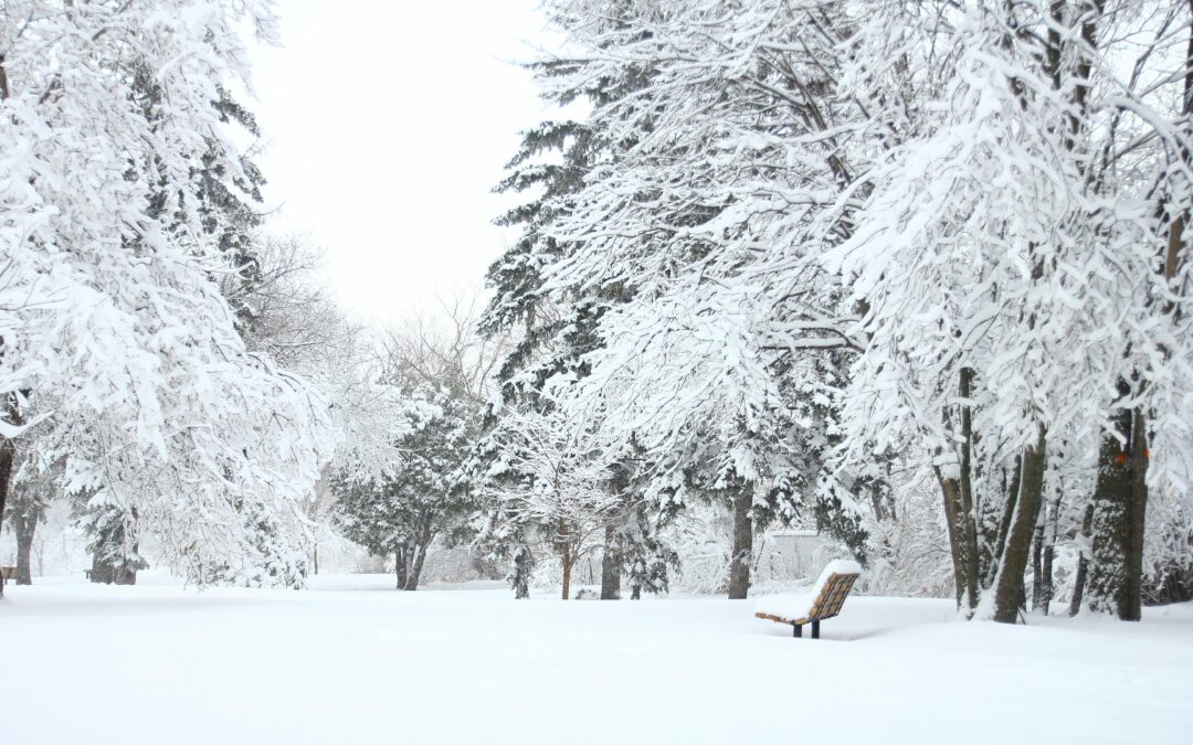 Keep Your Landscape Evergreen This Winter!