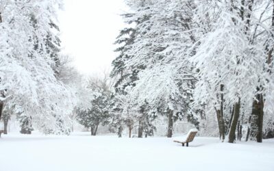 Keep Your Landscape Evergreen This Winter!