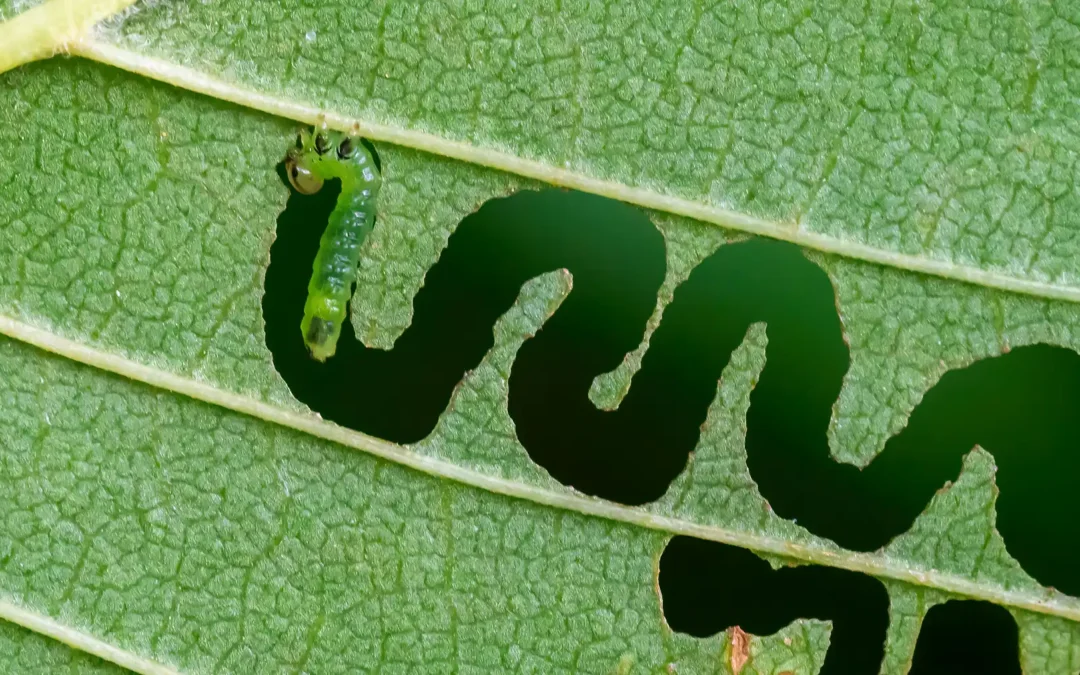 Invasive Alert: Elm Zigzag Sawfly Spotted in Your Area!