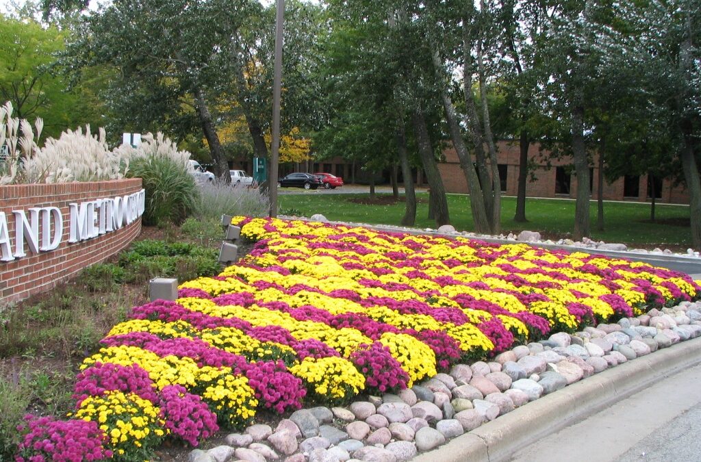 Fall Color in Full Bloom