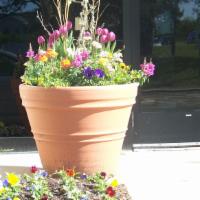Summer Colors