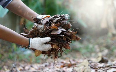 Leave the Leaves to Us 🍁