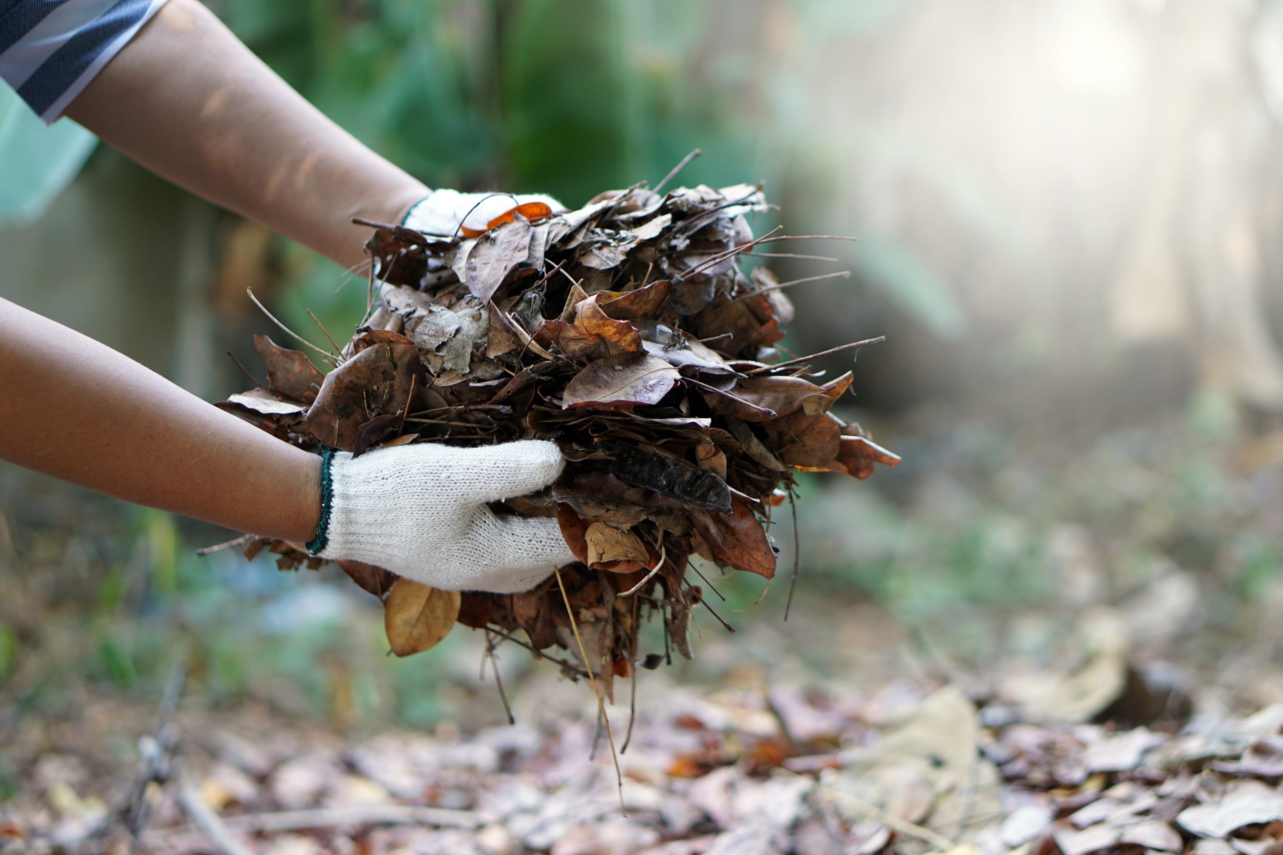 Hands wears gloves is holding dry leaves to make compost at backyard. Concept :Organic garbage management. Use dry leaves to make compost. Stop burning for environment. Eco friendly activity.